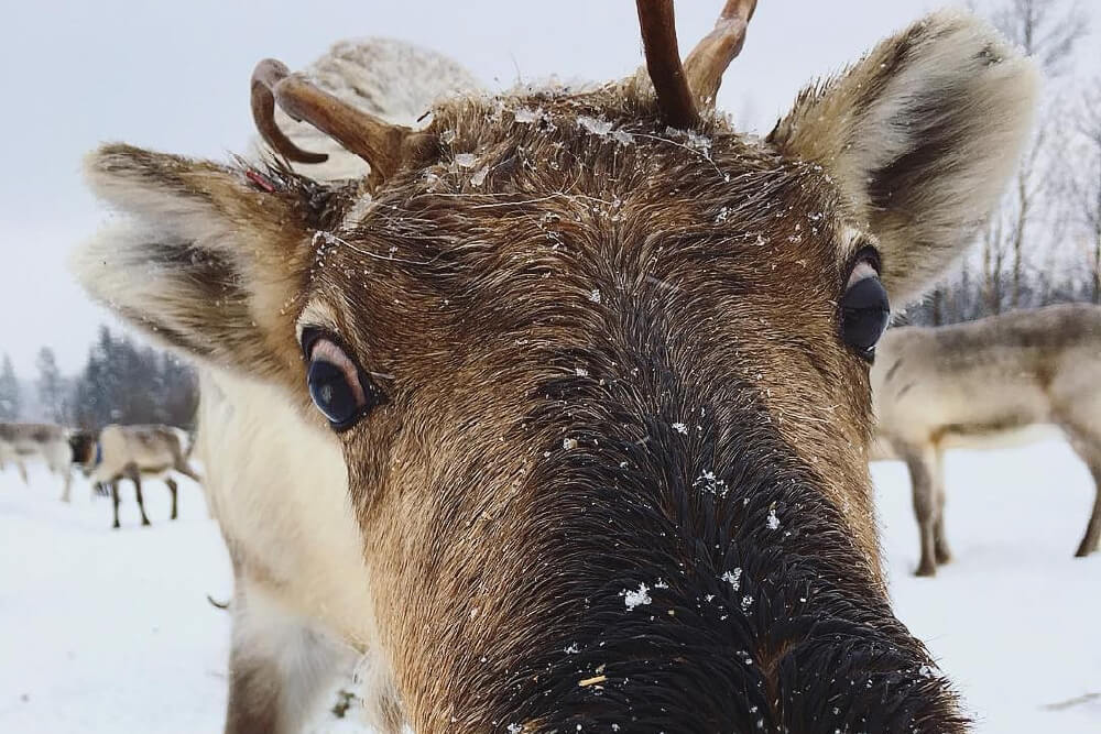 White Winter Lapland - Curious reindeer image