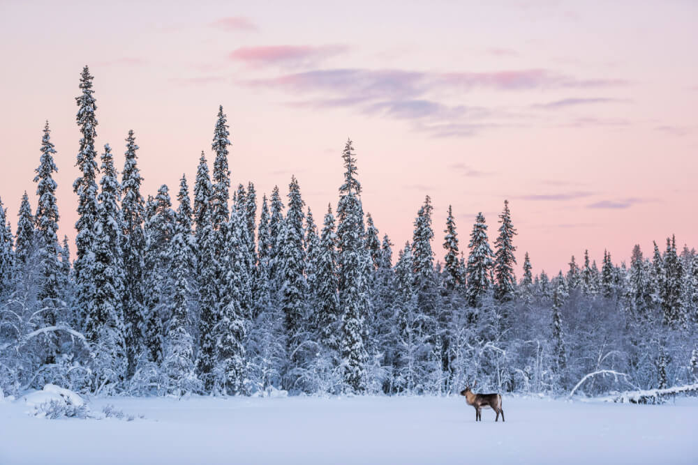 White Winter Lapland - Reindeer walking on the edge of the forest image